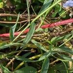 Linum usitatissimum Leaf