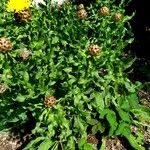 Centaurea macrocephala Habit