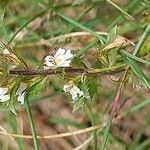 Euphrasia salisburgensis Lorea