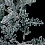 Artemisia caerulescens ᱥᱟᱠᱟᱢ