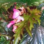 Begonia aconitifolia Blad