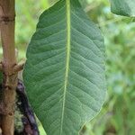Garcinia pachyclada Folio