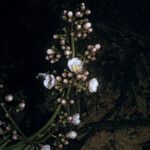 Adelobotrys adscendens Flor