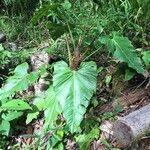 Philodendron fragrantissimum Hoja