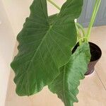 Alocasia odora Liść