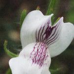Misopates calycinum Flower