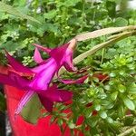 Schlumbergera russellianaLorea