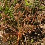 Juncus pygmaeus Fiore