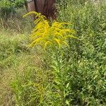 Solidago juncea ফুল