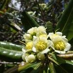 Xanthostemon multiflorus Flower