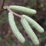 Corylus avellanaGyümölcs