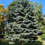 Picea pungens عادت داشتن