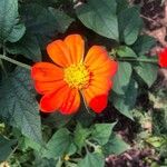 Tithonia rotundifoliaFlower