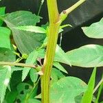 Senna occidentalis Кора