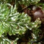 Hymenophyllum hirsutum Leaf