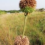 Leonotis nepetifolia Kwiat