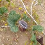 Aristolochia cretica 花