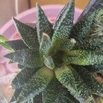 Aloe aristata List