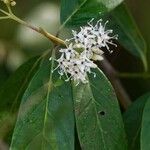 Cornus amomumBlomst