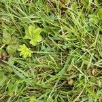 Trifolium suffocatum Likasa