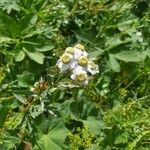 Achillea ptarmicaBlüte