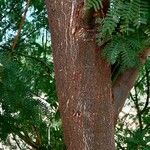 Prosopis juliflora Bark