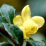 Berberis julianae Λουλούδι