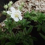 Potentilla alchimilloides