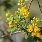 Senna bicapsularis Blüte