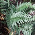 Dryopteris championii ഇല