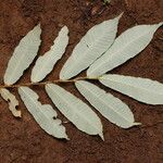 Parinari excelsa Folha