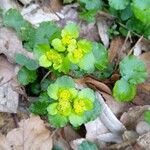 Chrysosplenium alternifolium برگ