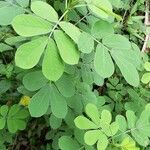 Cassia obtusifolia Leaf