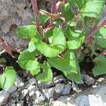 Petasites paradoxus Blad