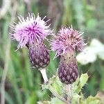 Cirsium arvenseFloro