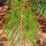 Delonix regia Leaf