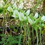Angraecum eburneum Flower