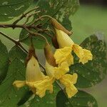 Markhamia obtusifolia Flower