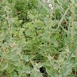 Althaea officinalis Habitus