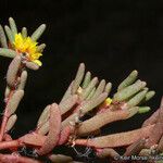 Portulaca halimoides موطن