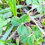 Trifolium striatum Folio