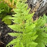 Dryopteris villarii Fulla