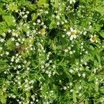 Parthenium hysterophorus花