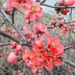 Chaenomeles japonica Çiçek