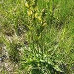 Pedicularis sceptrum-carolinum Habit