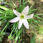 Zephyranthes robusta 花