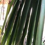 Trachycarpus fortunei Blatt