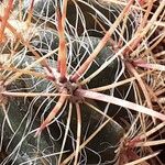 Ferocactus pilosus Ліст