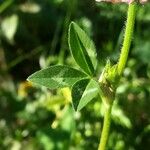 Trifolium pratense Blad