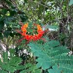 Caesalpinia pulcherrima Цвят
